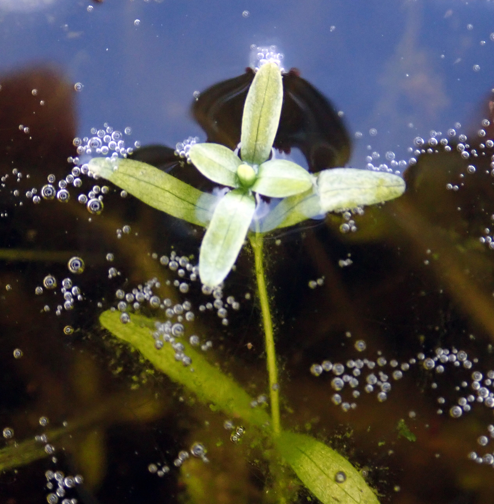 Callitriche heterophylla — parent species of Callitriche heterophylla var. heterophylla
