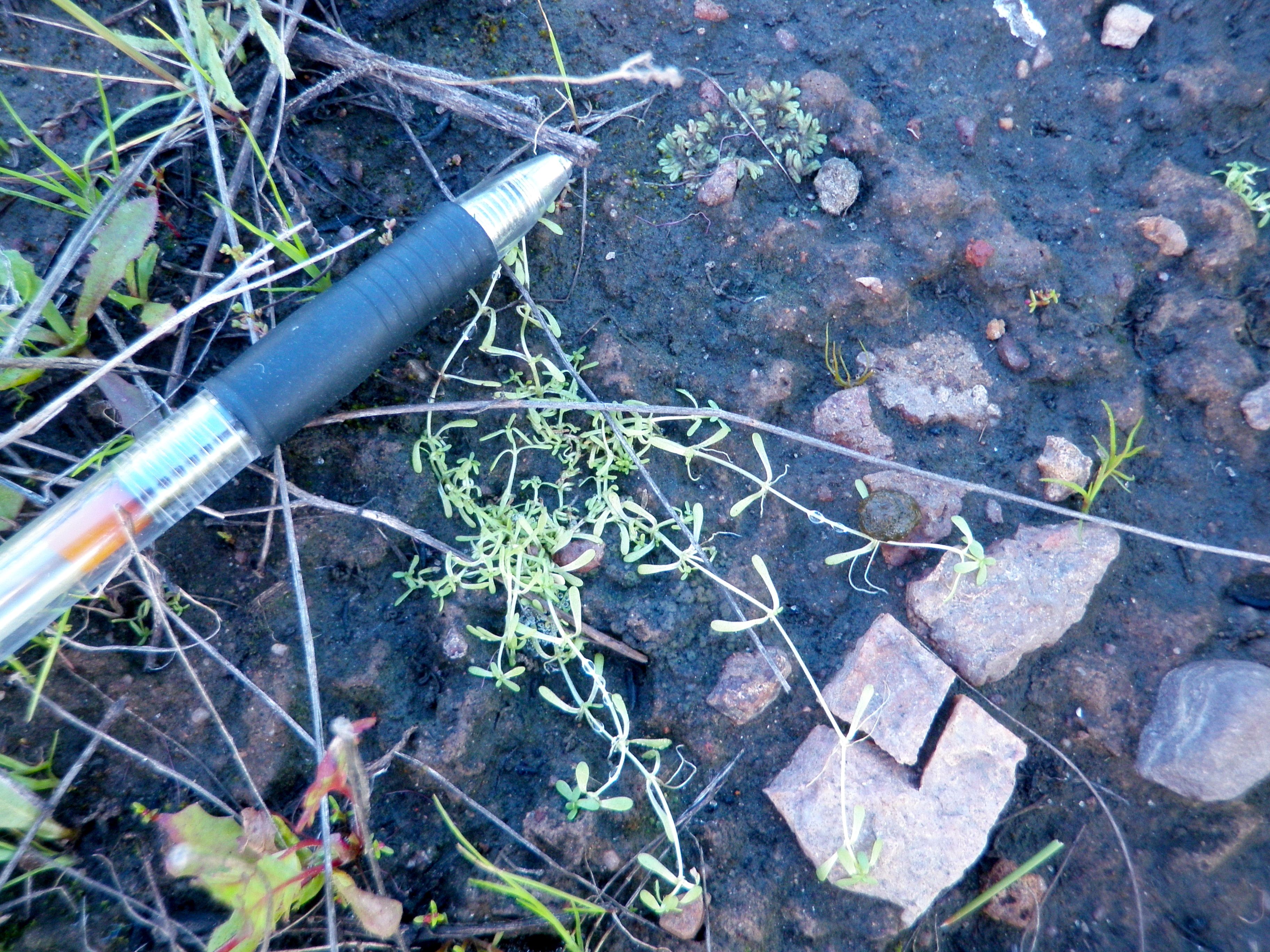 Callitriche marginata (California water starwort), native California herb