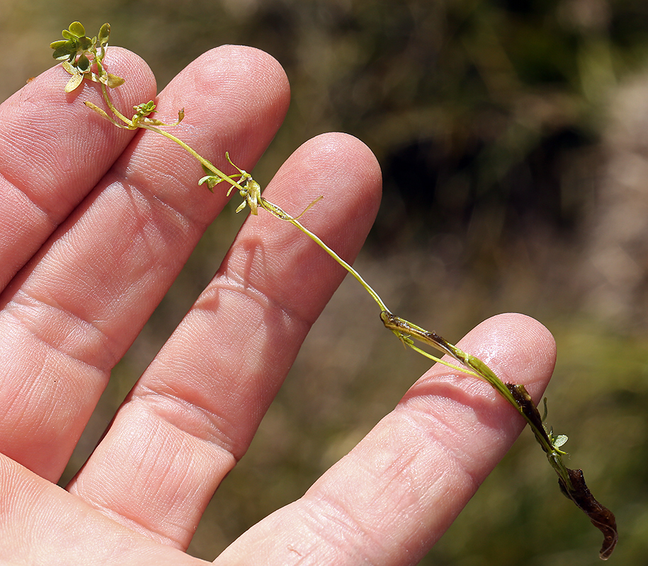 Callitriche palustris (Vernal water-starwort), native California herb