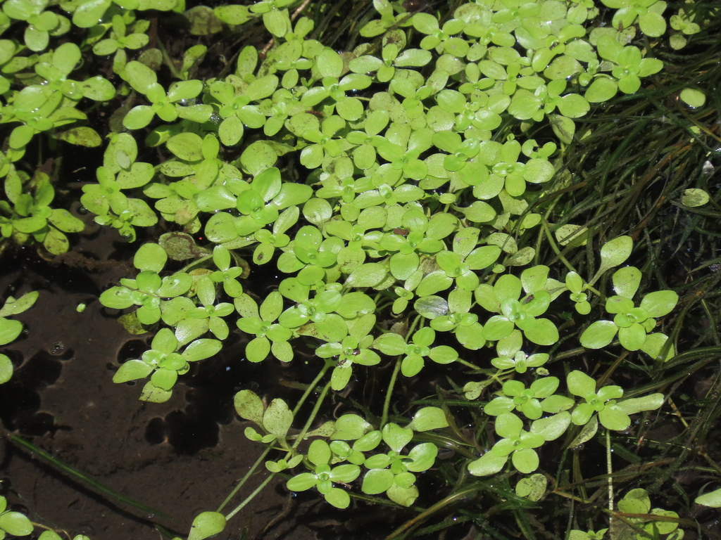 Callitriche stagnalis (Pond water starwort), non-native California herb