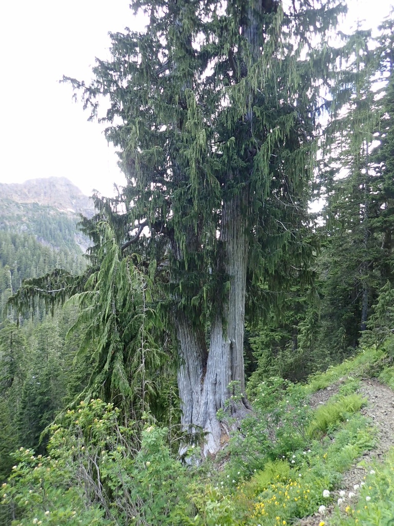 Callitropsis nootkatensis (Alaska cedar), native California tree
