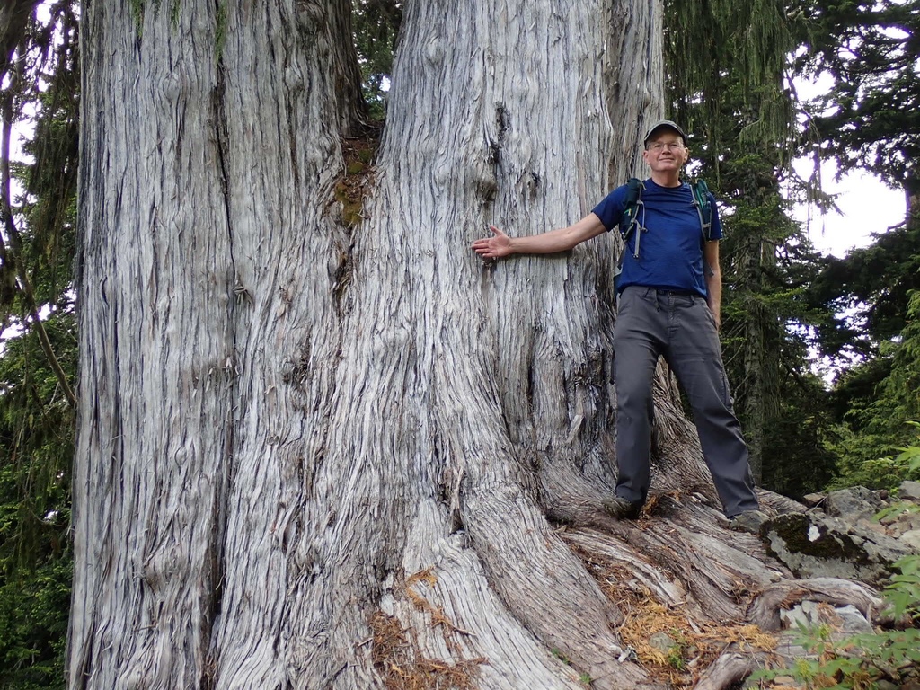 Callitropsis sp. (Nootka cypress), non-native California shrub