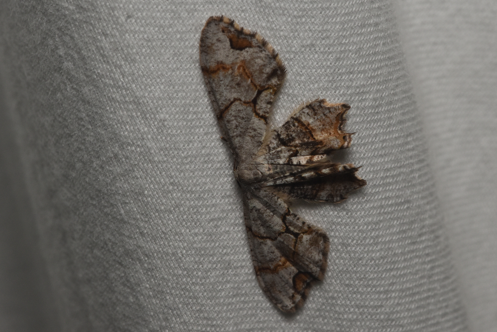 Callizzia amorata (Gray-patched Looper), California species
