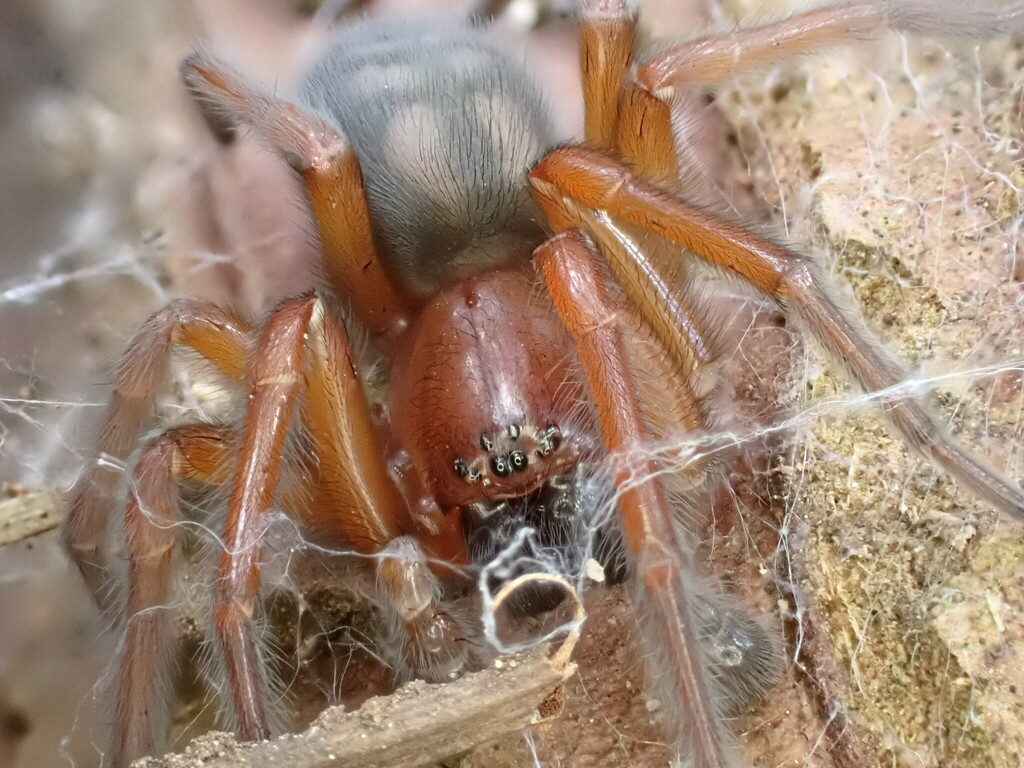 Callobius severus (West Coast Laceweaver), California species