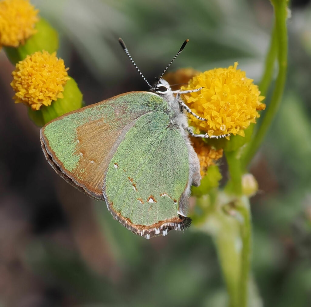 Callophrys affinis (Western Green Hairstreak), California species