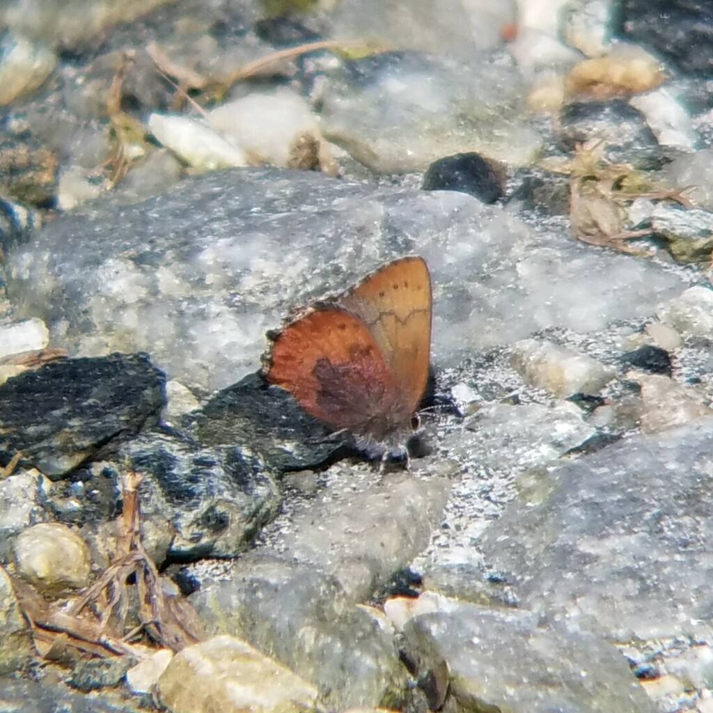 Callophrys augustinus (Brown Elfin), California species
