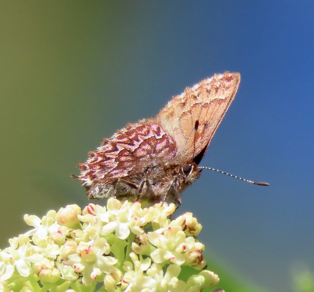 Callophrys eryphon (Western Pine Elfin), California species