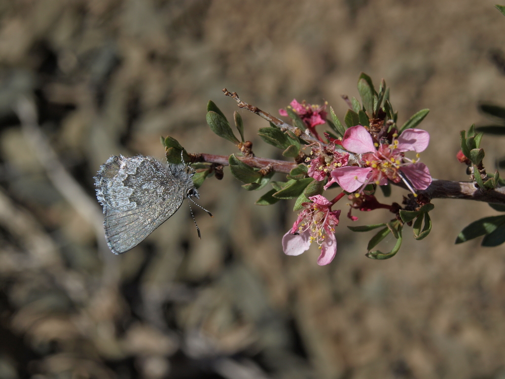 Callophrys fotis (Desert Elfin), California species