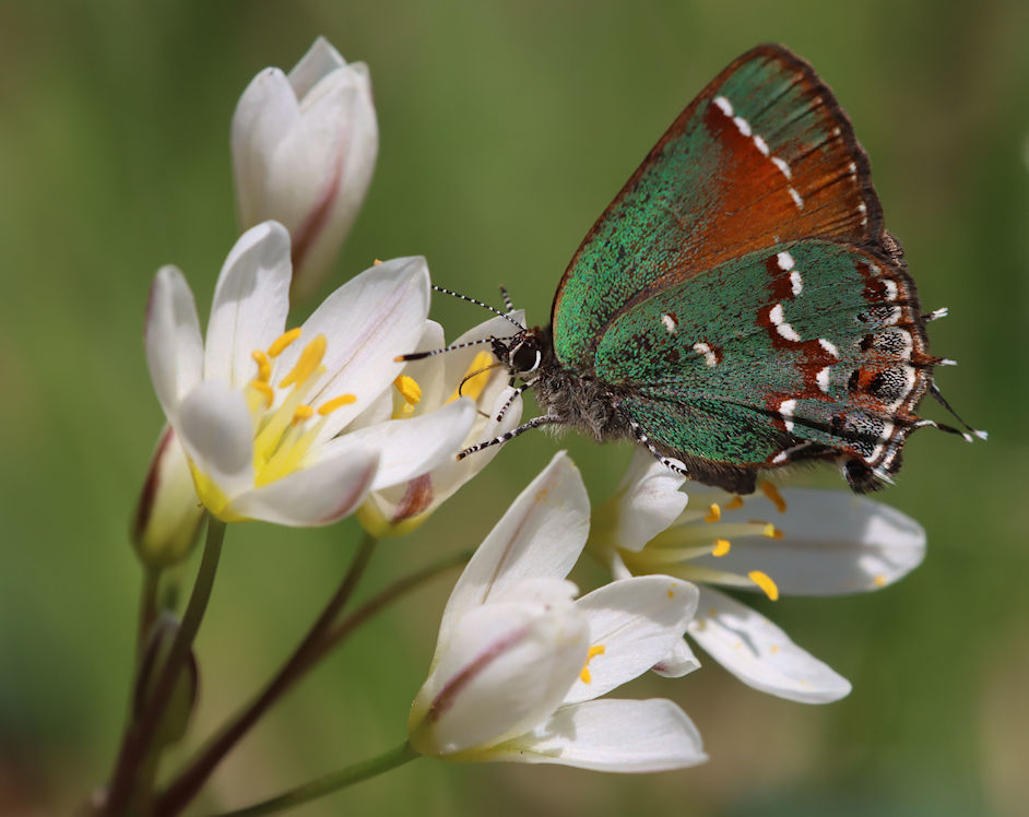 Callophrys gryneus (Juniper Hairstreak), California species