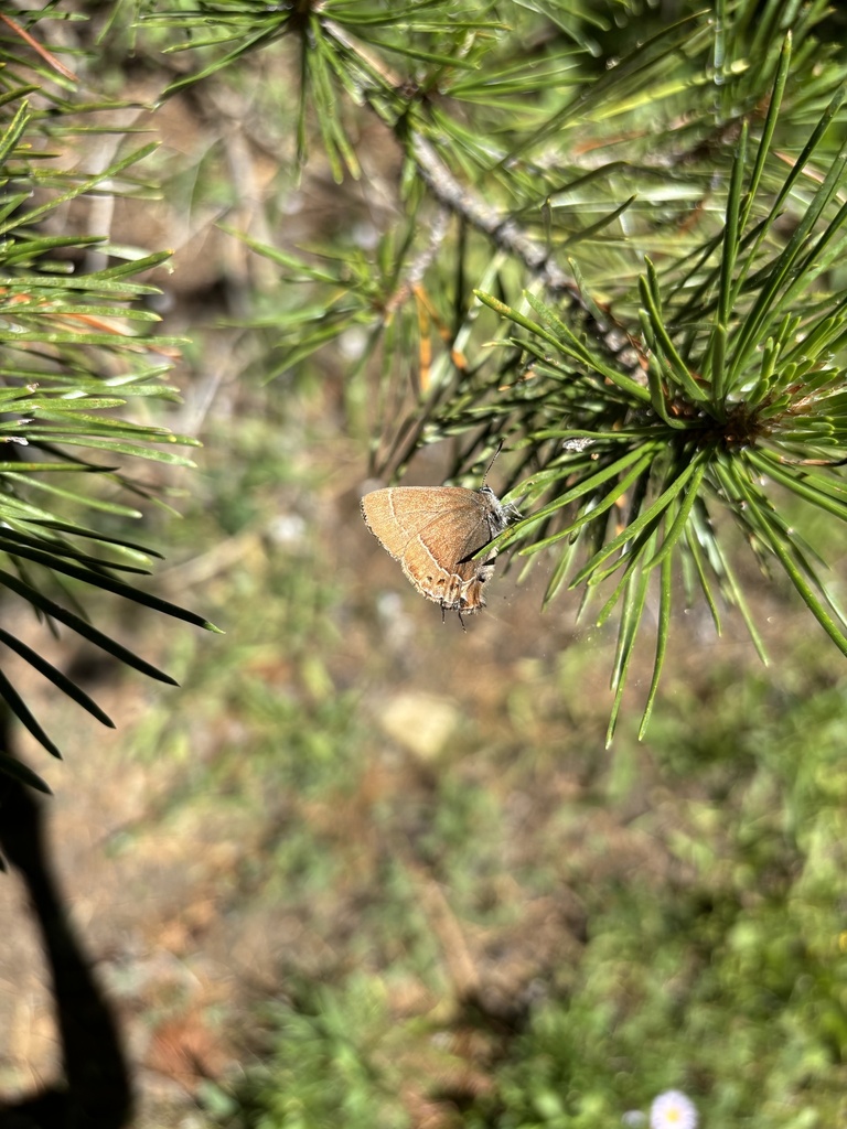 Callophrys johnsoni (Johnson's Hairstreak), California species