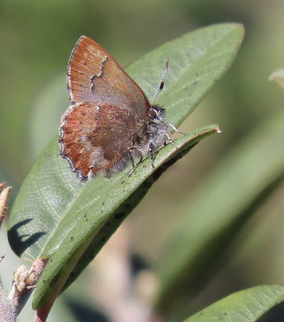 Callophrys mossii bayensis (San Bruno elfin butterfly), California species
