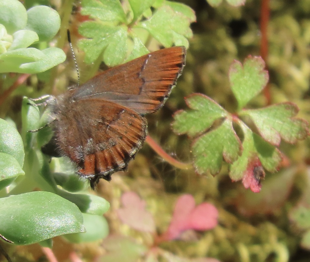 Callophrys mossii marinensis (Marin Elfin Butterfly), California species