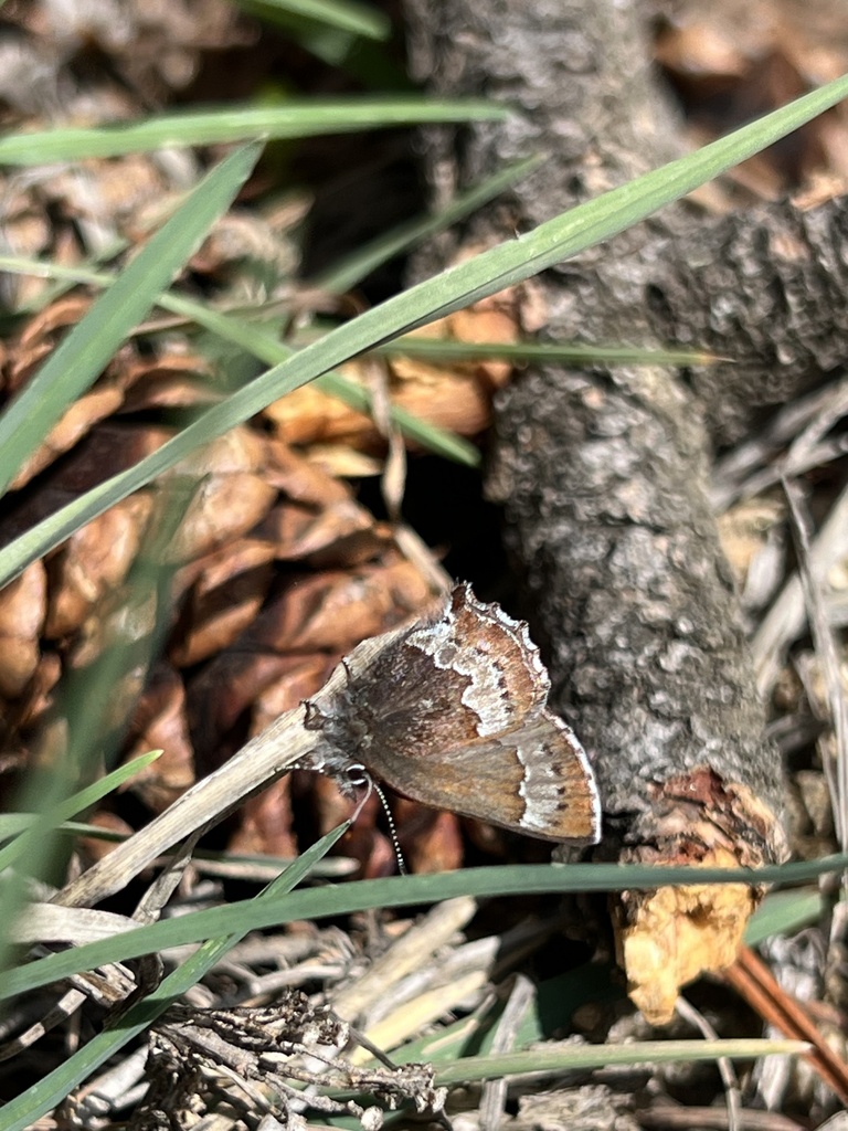 Callophrys mossii (Moss' Elfin), California species