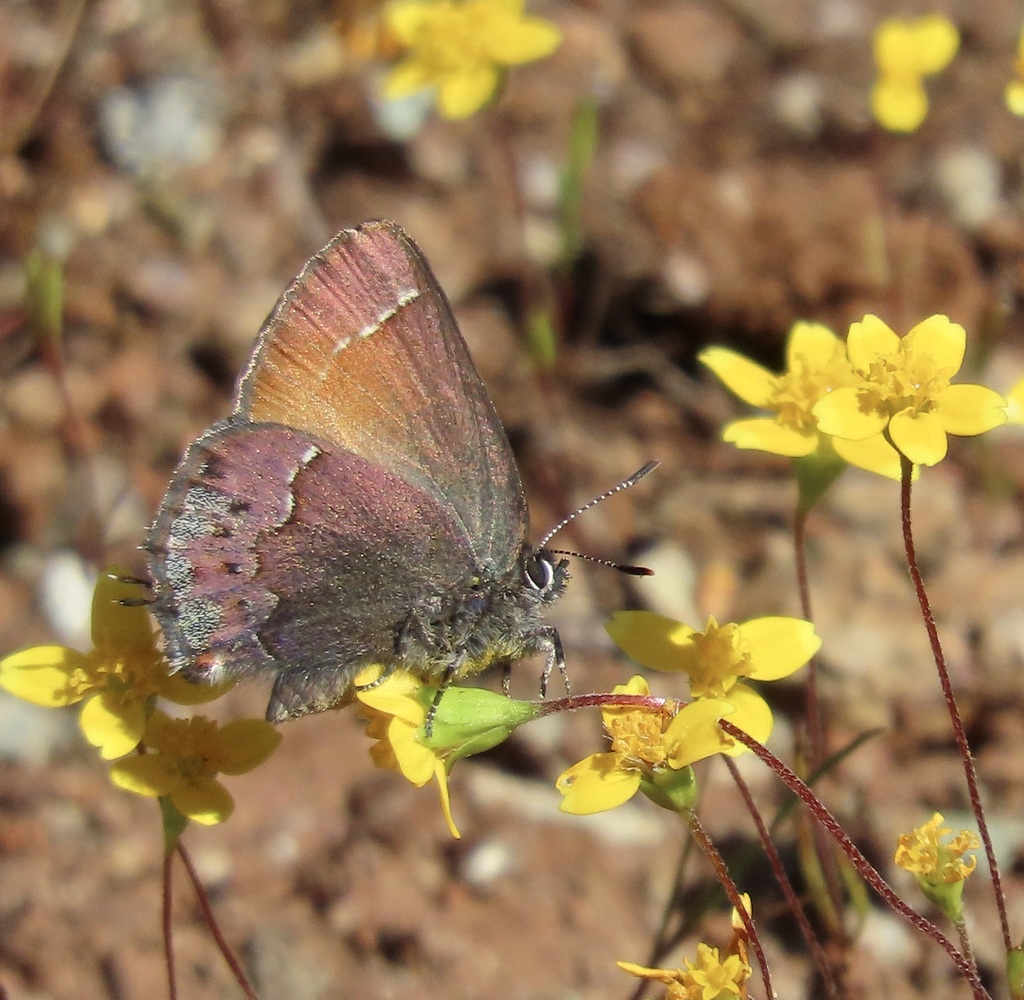 Callophrys thornei (Thorne's Hairstreak), California species