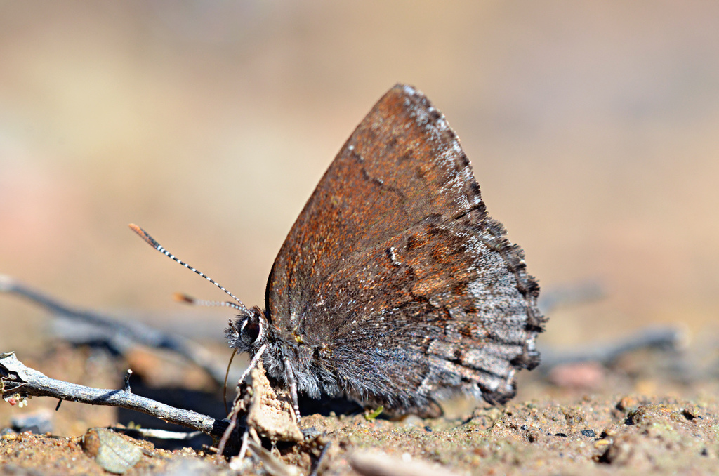 Callophrys polios (Hoary Elfin), California species