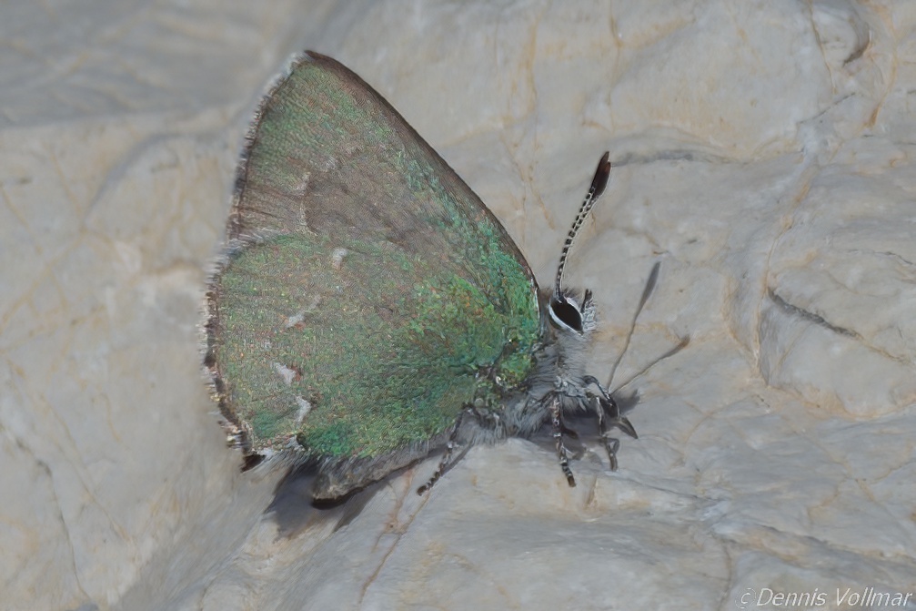 Callophrys sheridanii comstocki (Desert Green Hairstreak), California species