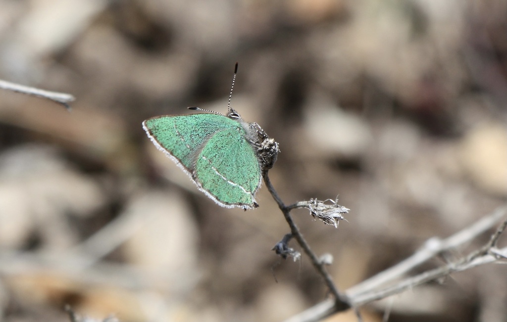 Callophrys sheridanii (Sheridan's Green Hairstreak), California species