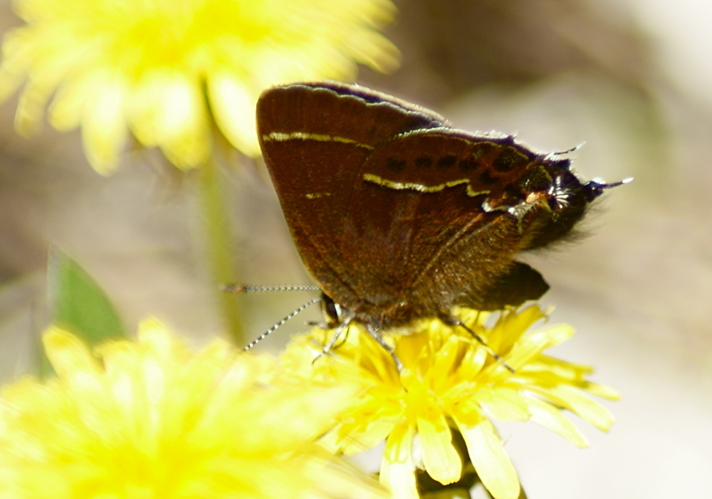 Callophrys spinetorum (Thicket Hairstreak), California species