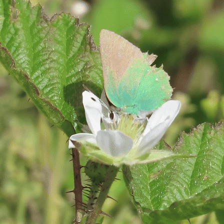 Callophrys viridis (Coastal Green Hairstreak), California species
