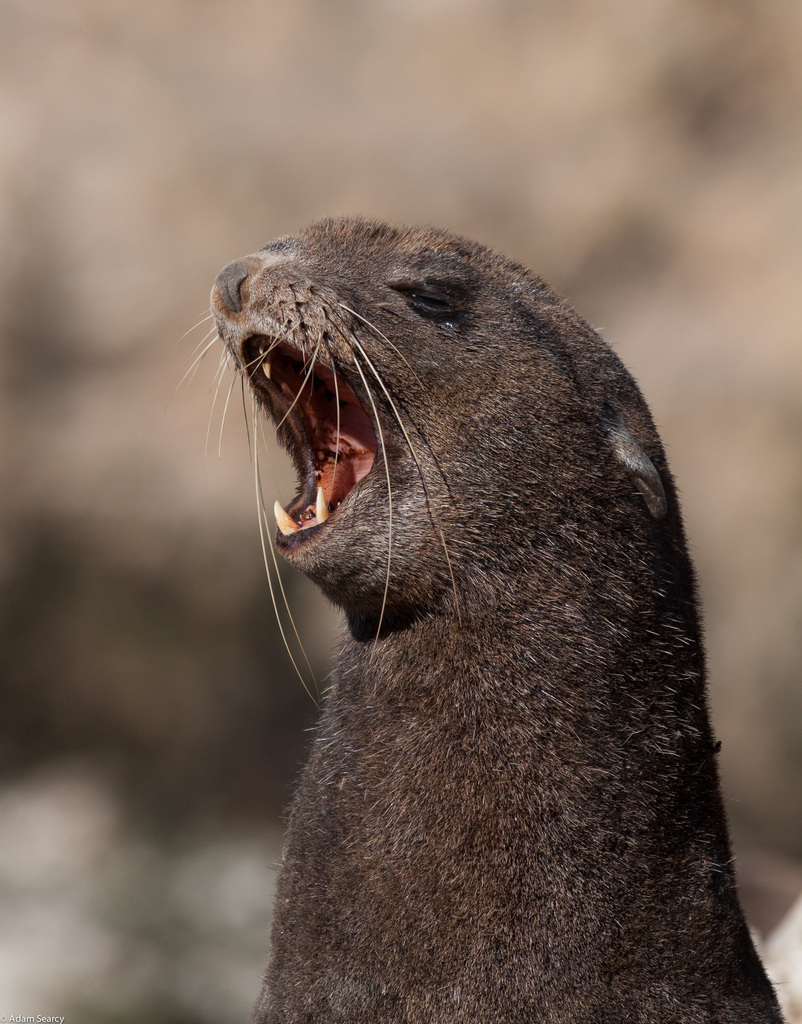 Callorhinus ursinus (Northern Fur-seal), California species
