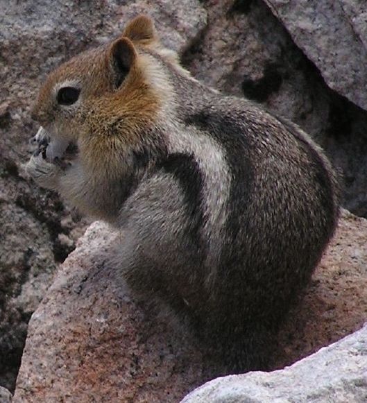 Callospermophilus lateralis bernardinus (San Bernardino Golden-mantled Ground Squirrel), California species