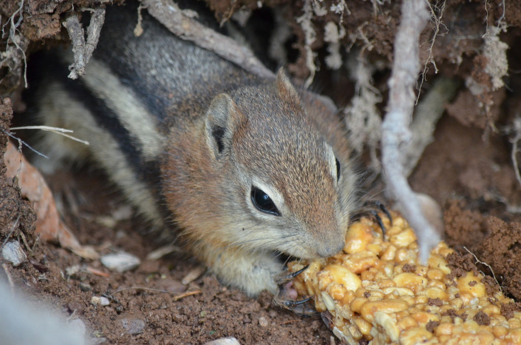 Callospermophilus lateralis (Golden-mantled Ground Squirrel), California species