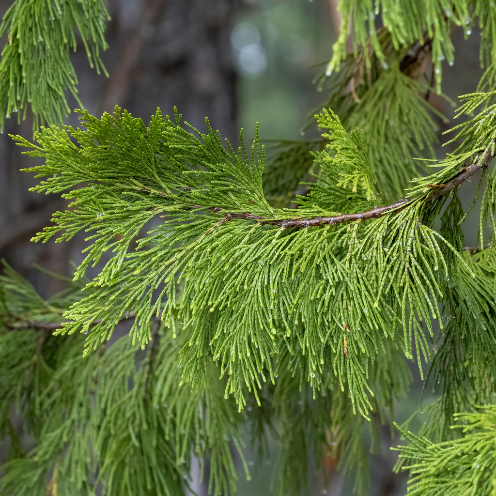 Calocedrus decurrens (Bastard cedar), native California tree