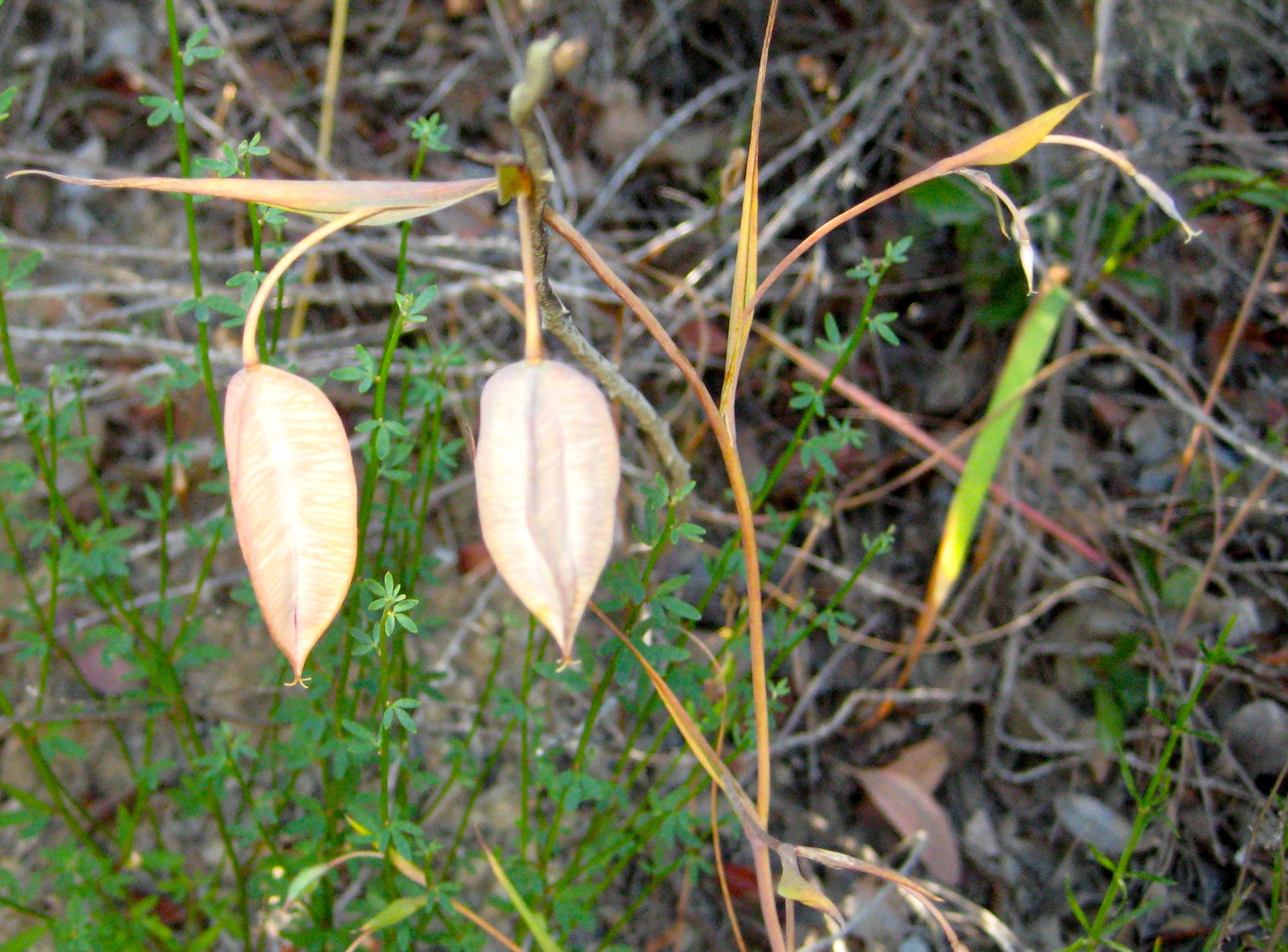 Calochortus albus (White globe lily), native California herb