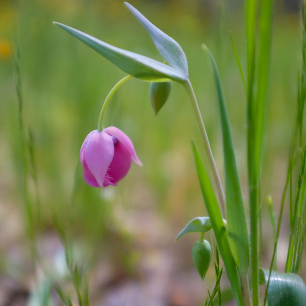 Calochortus amoenus (Purple fairy lantern), native California herb
