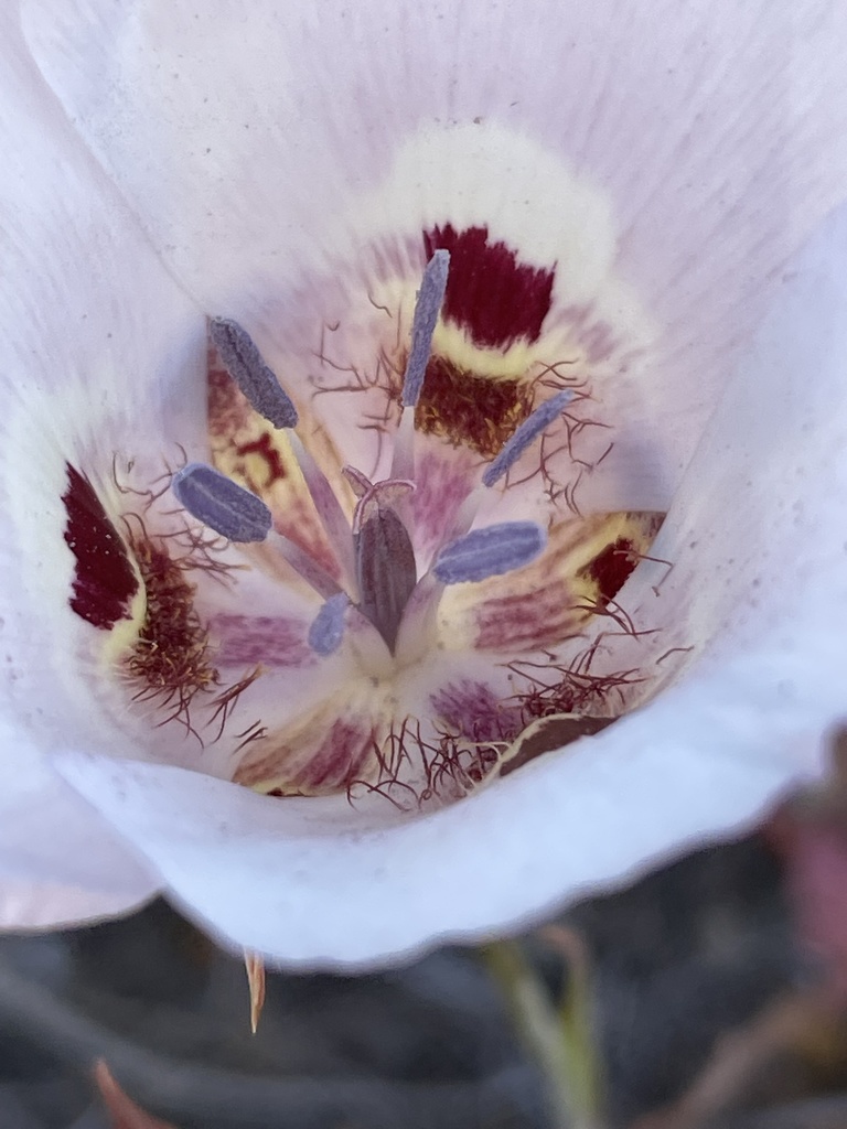 Calochortus argillosus (Clay mariposa lily), native California herb