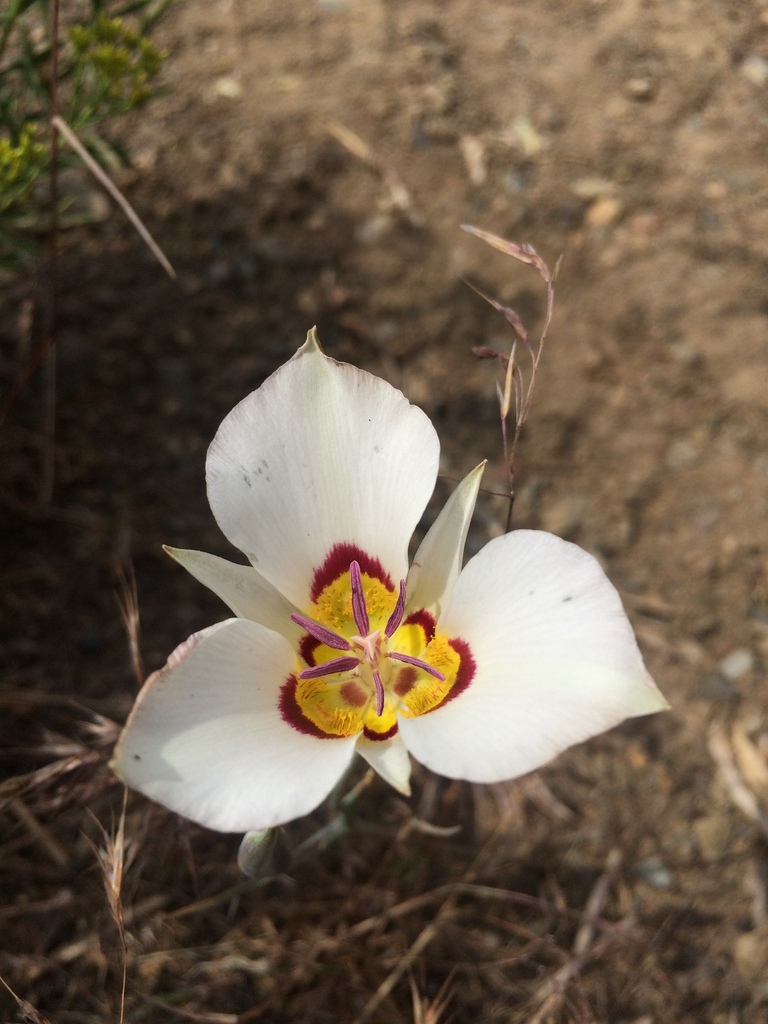 Calochortus bruneaunis (Bruneau mariposa lily), native California herb
