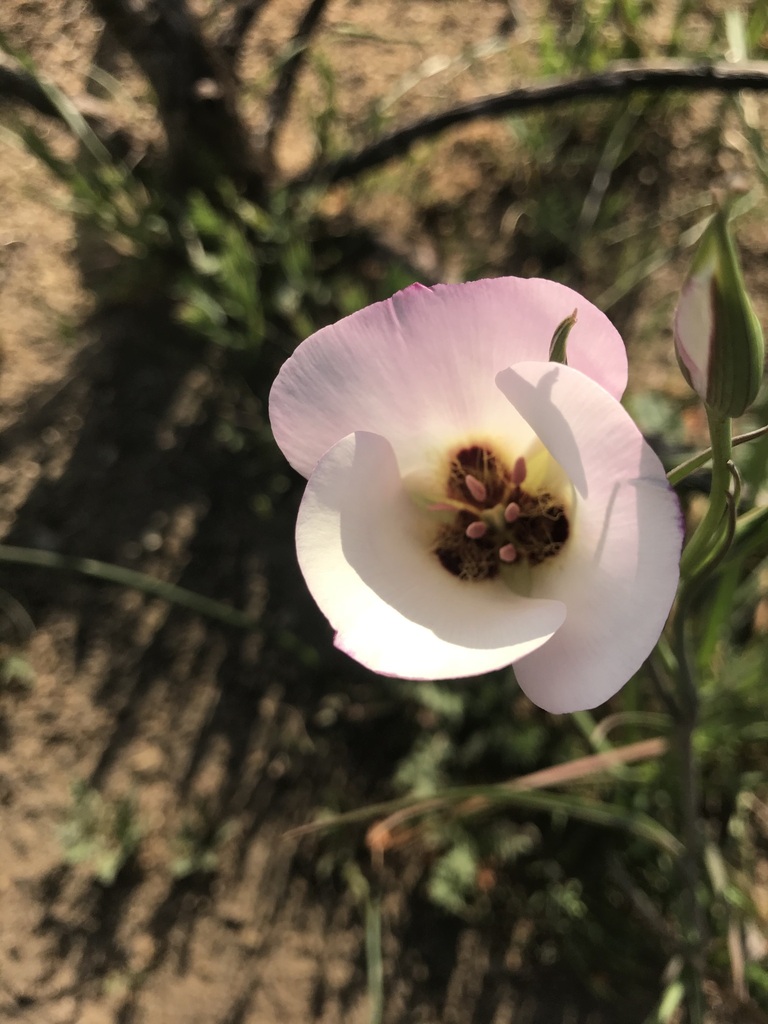 Calochortus catalinae (Catalina mariposa lily), native California herb