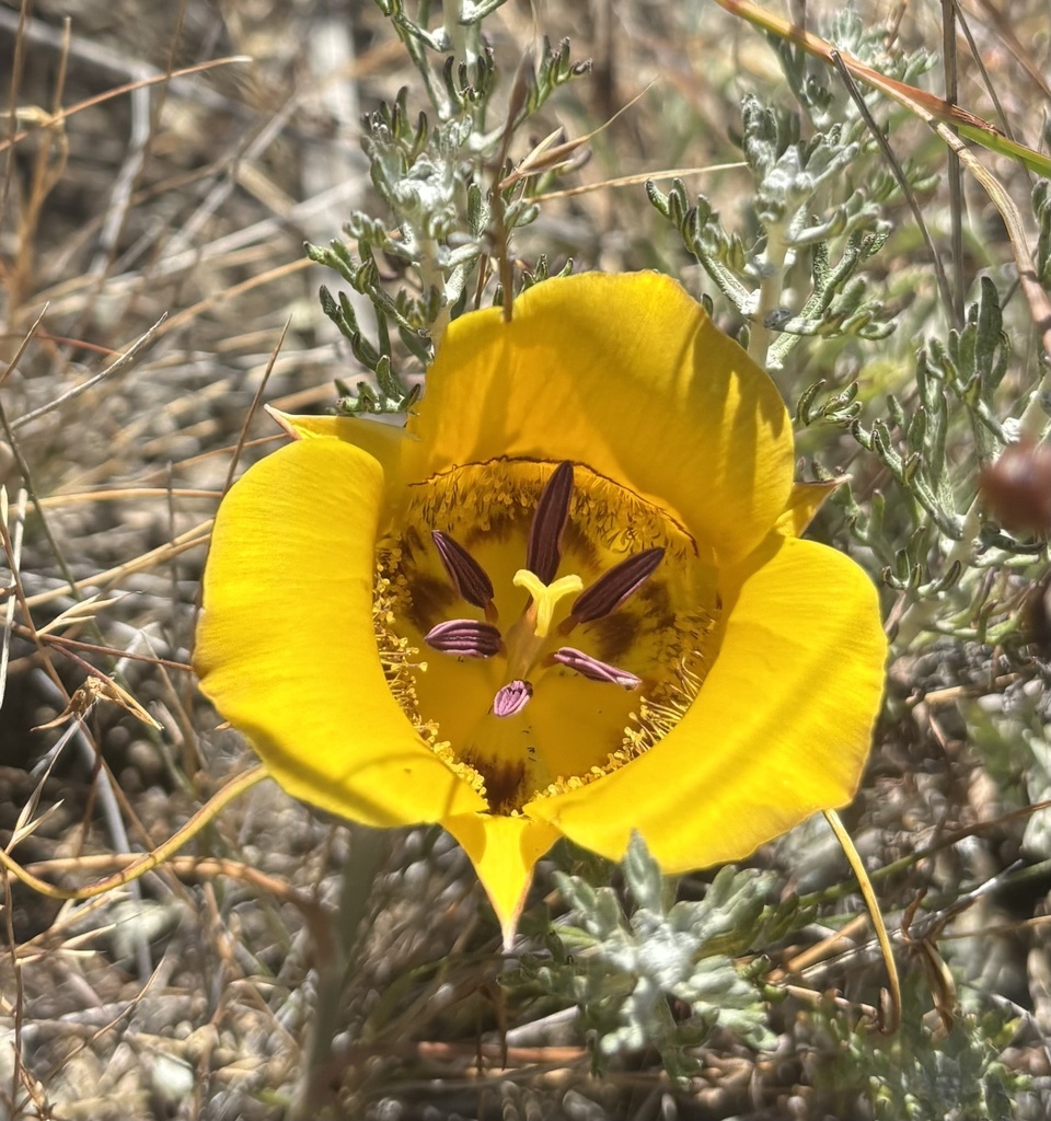 Calochortus clavatus — parent species of Calochortus clavatus var. gracilis