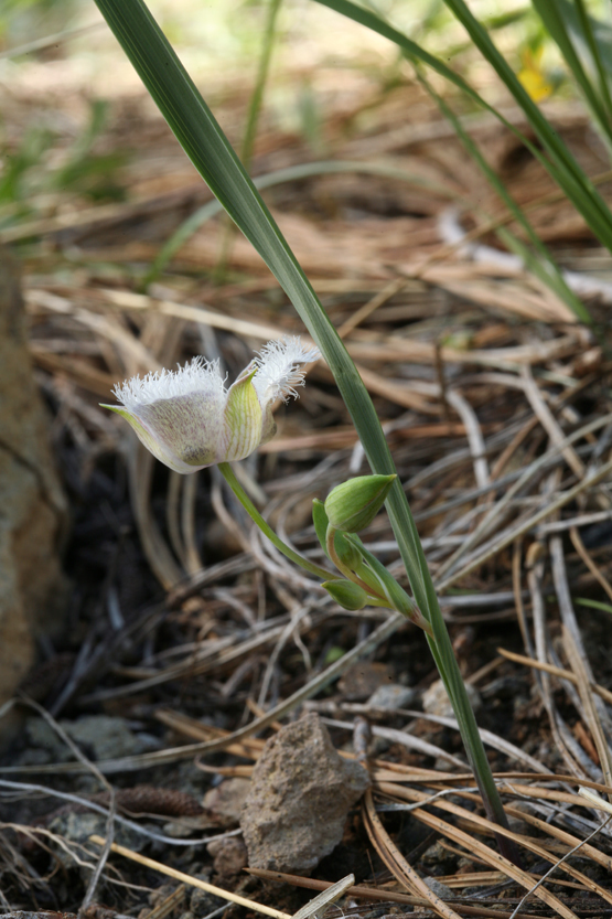 Calochortus coeruleus (Beavertail-grass), native California herb