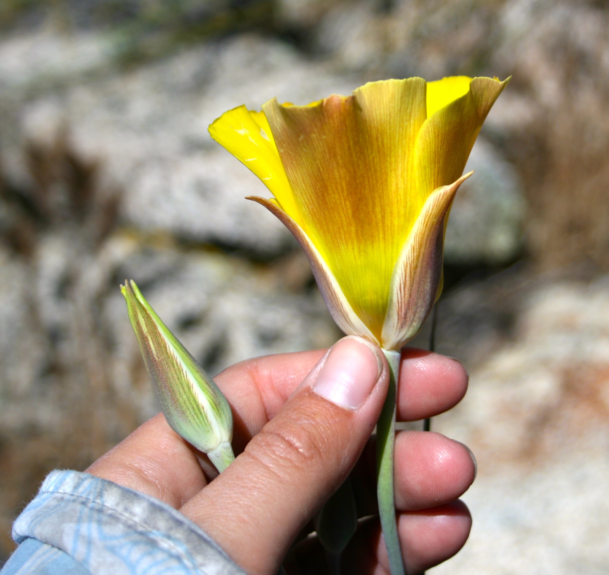 Calochortus concolor (Golden bowl mariposa), native California herb