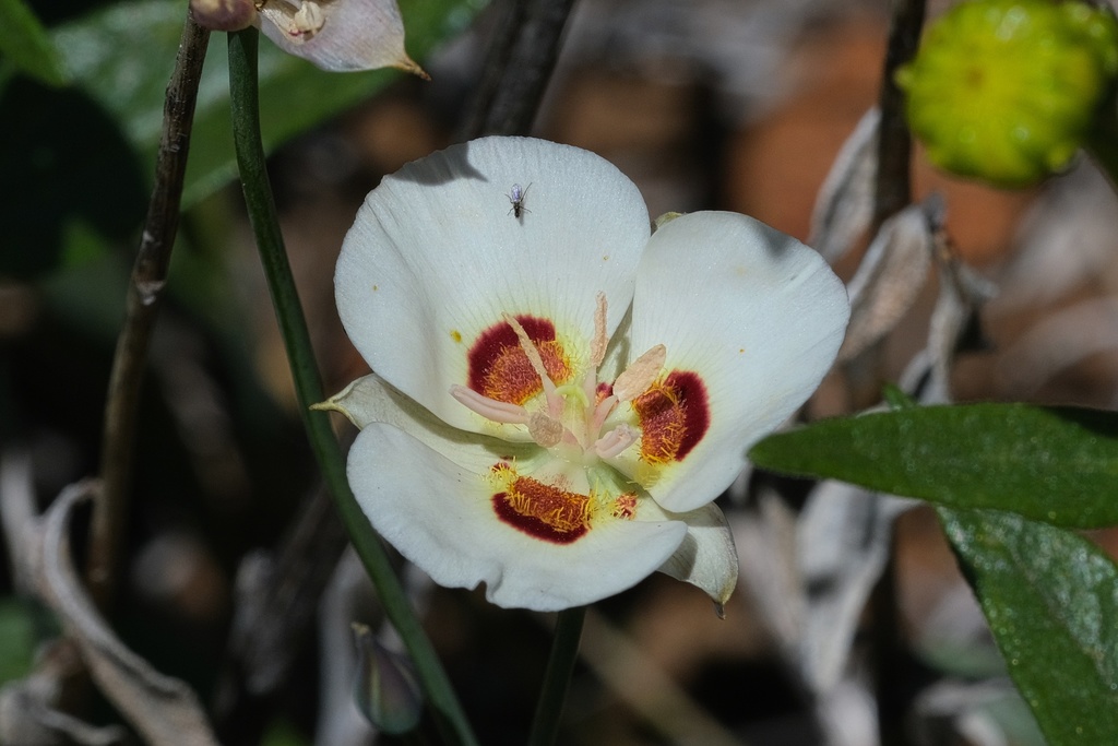 Calochortus dunnii (Dunn's mariposa lily), native California herb