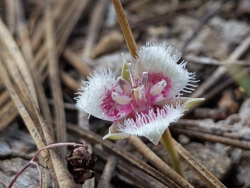 Calochortus elegans (Cat's ear), native California herb