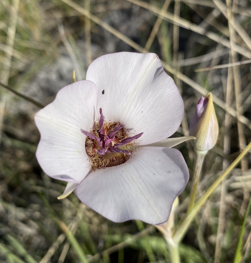 Calochortus excavatus (Inyo county star-tulip), native California herb