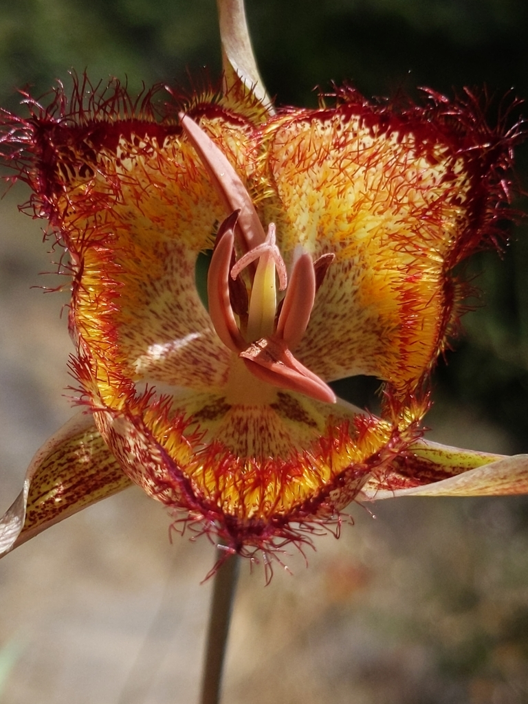 Calochortus fimbriatus (Late-flowered mariposa lily), native California perennial