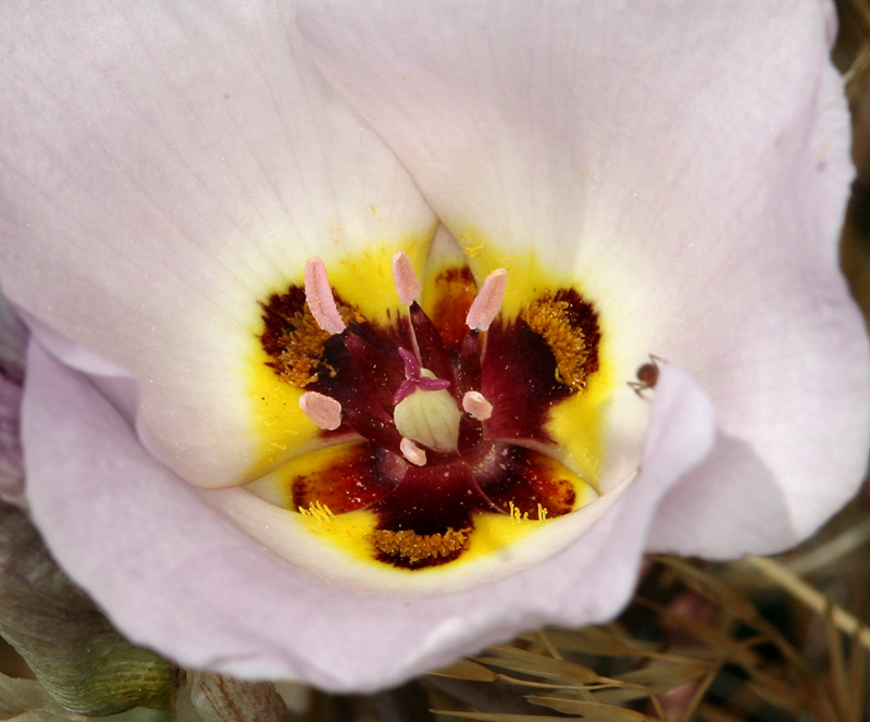 Calochortus flexuosus (Winding mariposa lily), native California vine
