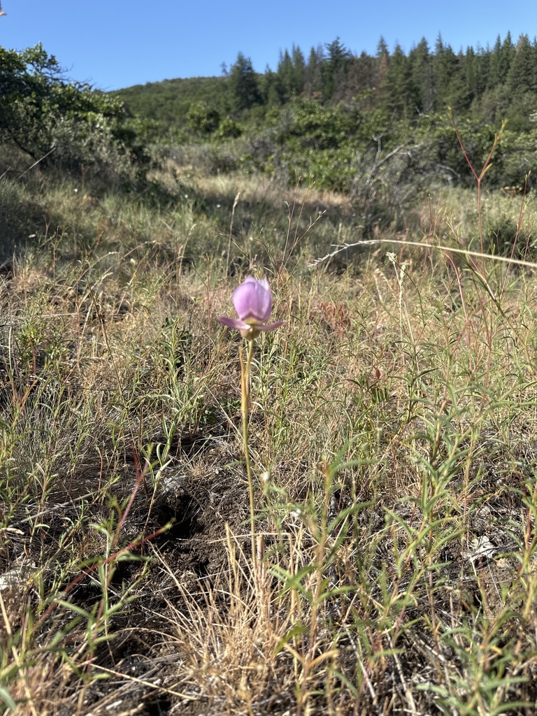 Calochortus greenei (Greene's mariposa lily), native California herb