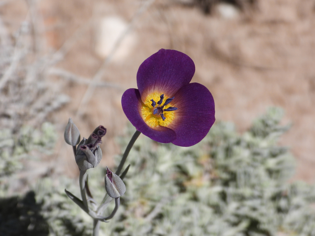 Calochortus invenustus (Plain mariposa lily), native California herb