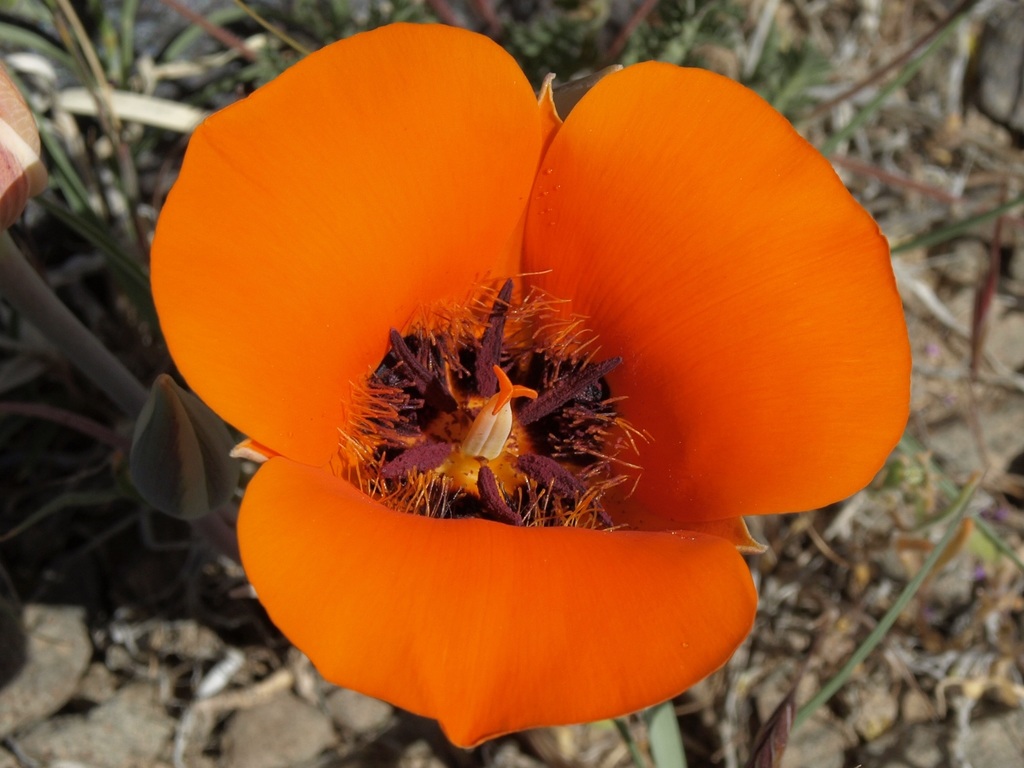 Calochortus kennedyi (Desert mariposa lily), native California vine