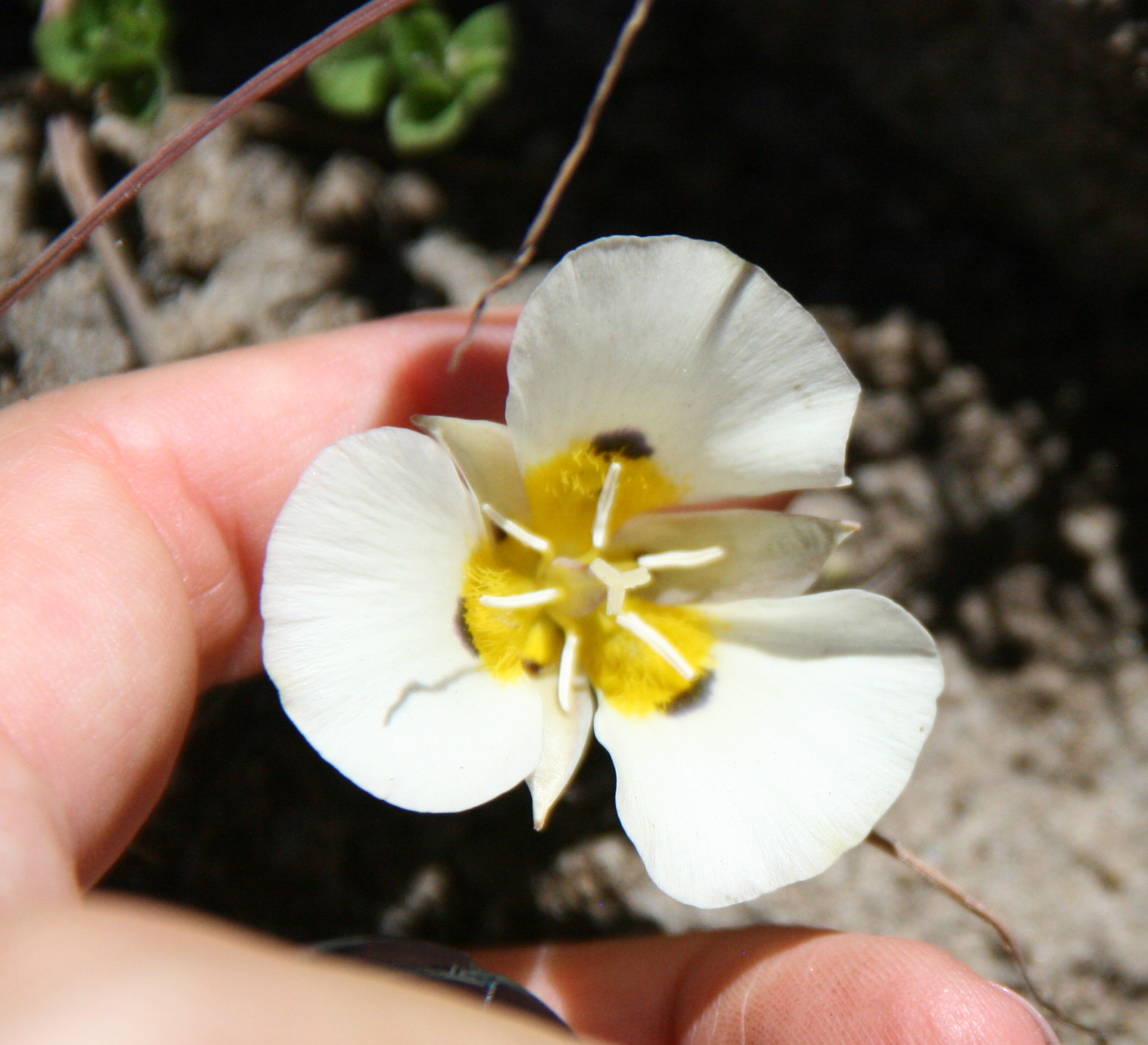 Calochortus leichtlinii (Leichtlin's mariposa lily), native California herb