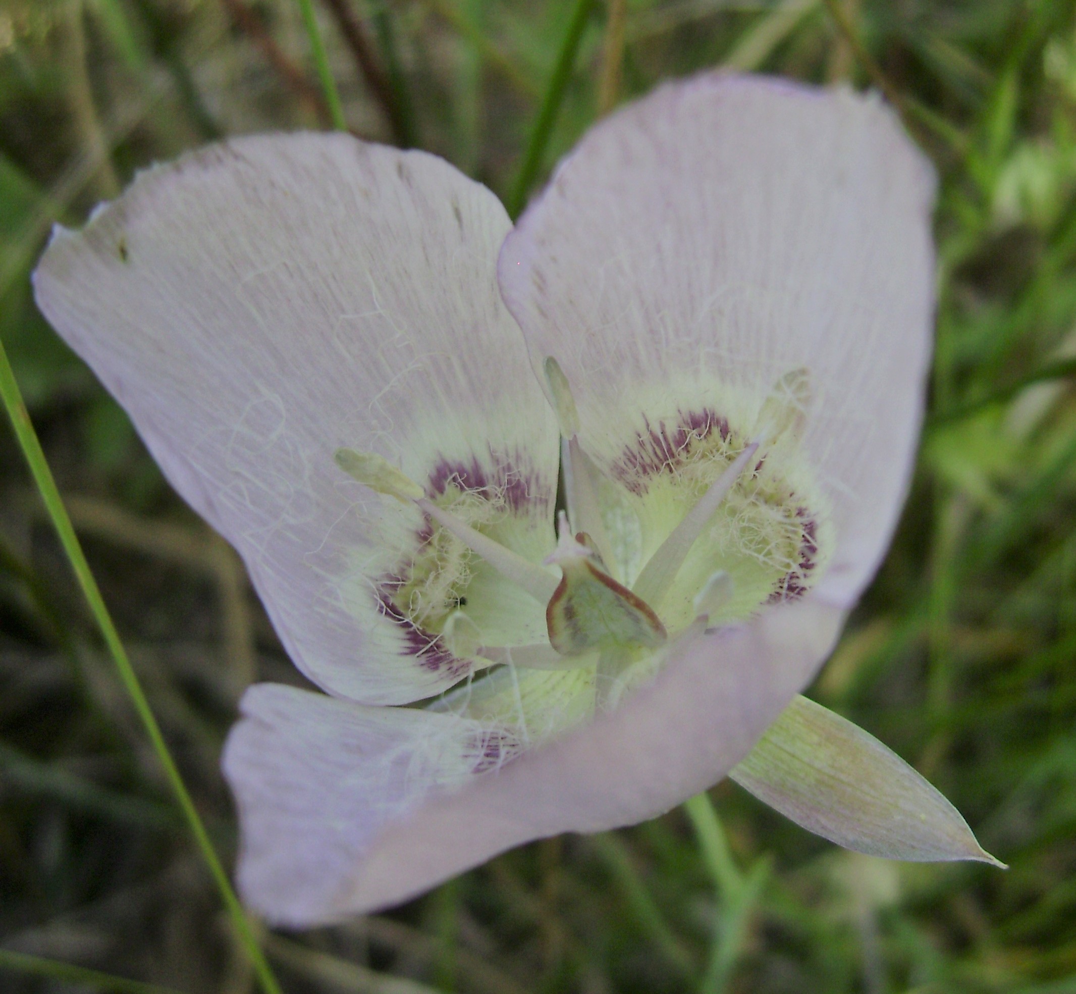 Calochortus longebarbatus var. longebarbatus (Long-haired star-tulip), native California herb
