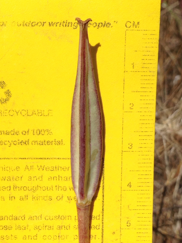 Calochortus luteus (Yellow mariposa lily), native California herb