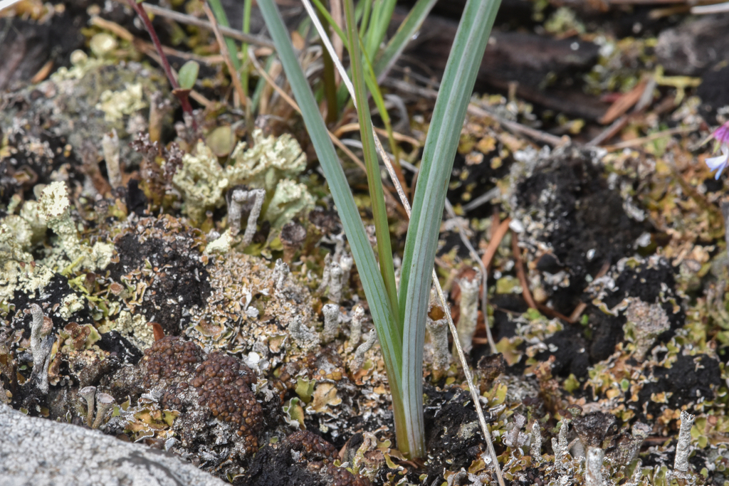 Calochortus macrocarpus (Sagebrush mariposa lily), native California herb