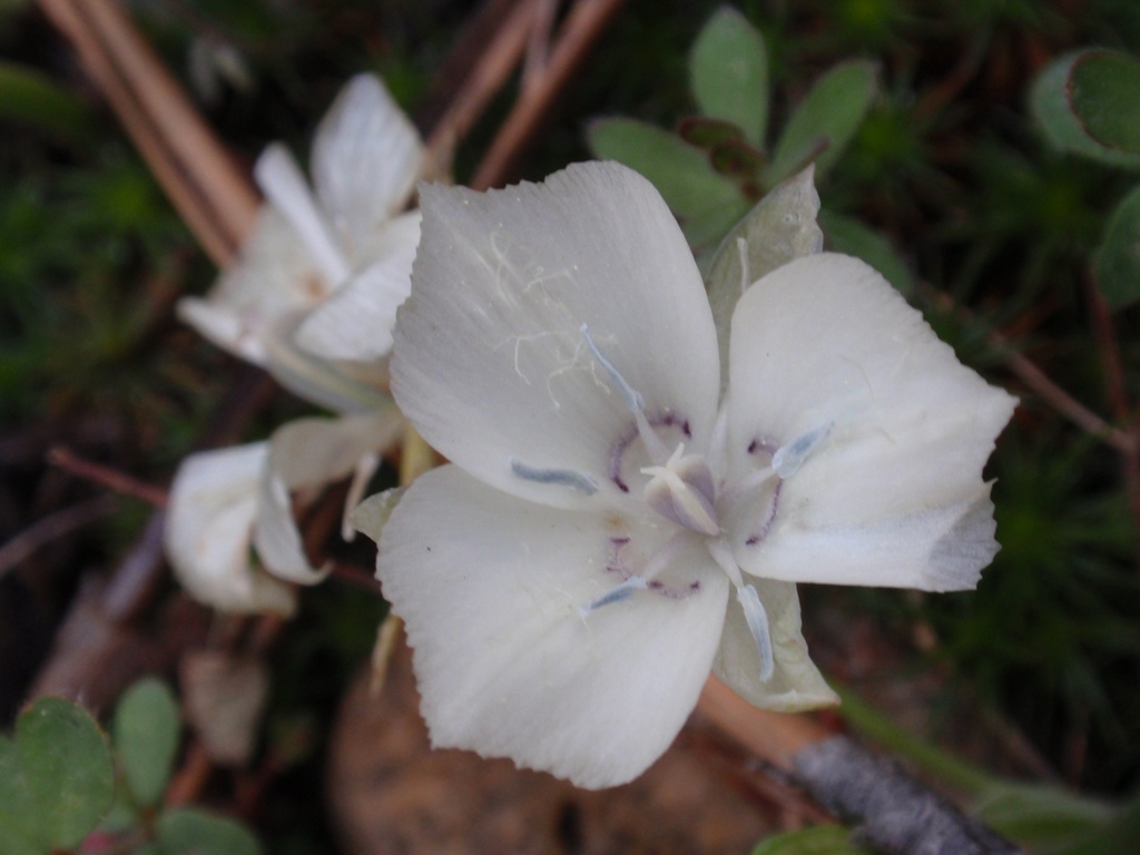 Calochortus minimus (Sierra mariposa lily), native California herb