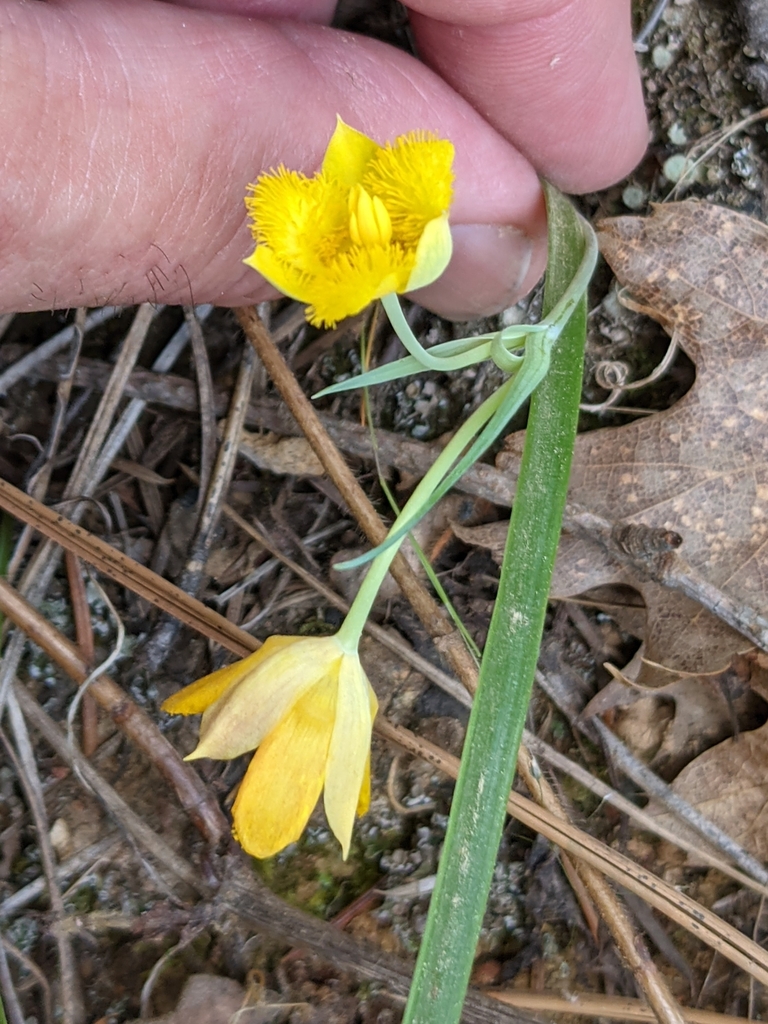 Calochortus monophyllus (Yellow star-tulip), native California herb