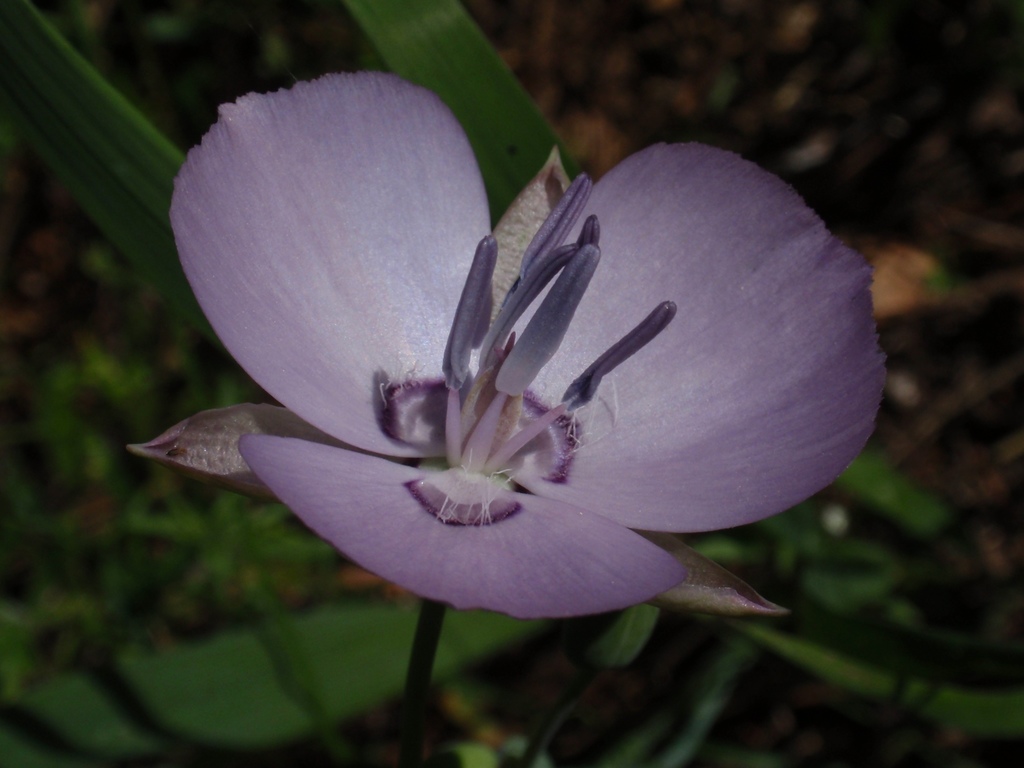 Calochortus nudus (Naked mariposa lily), native California herb